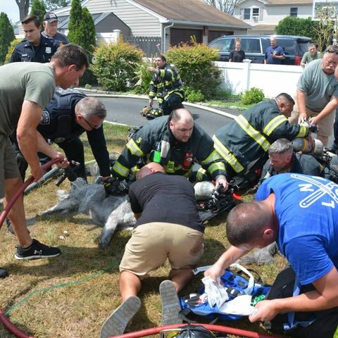 Teen trapped in basement, three dogs rescued from burning long island home - photo licensed by shore news network.