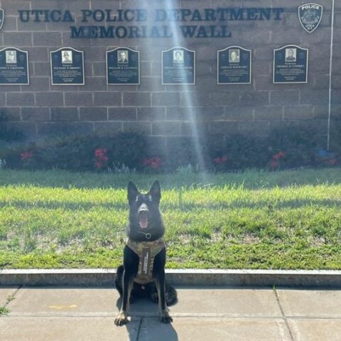 Utica k9 gets body armor donation - photo licensed by shore news network.