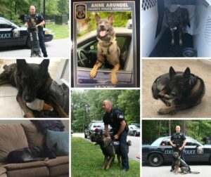 Retired anne arundel county k9 soren passes