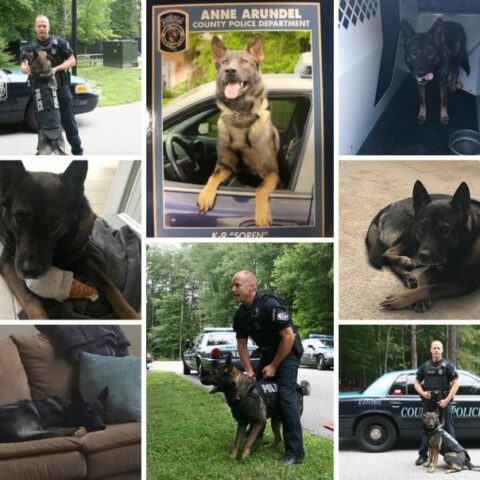 Retired anne arundel county k9 soren passes - photo licensed by shore news network.