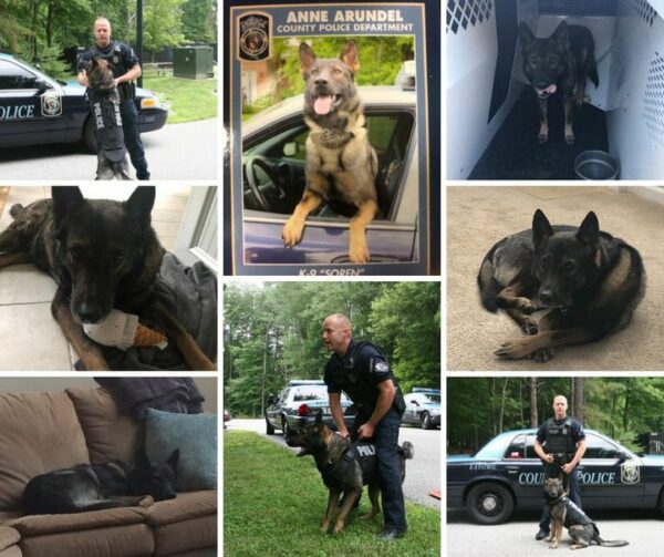 Retired Anne Arundel County K9 Soren Passes