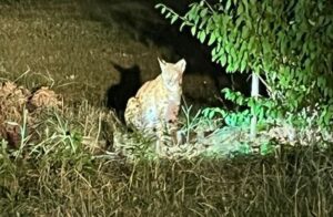 Big Cat: Lynx Roaming Long Island Found and Captured Big Cat Lynx Roaming Long Island Found and Captured