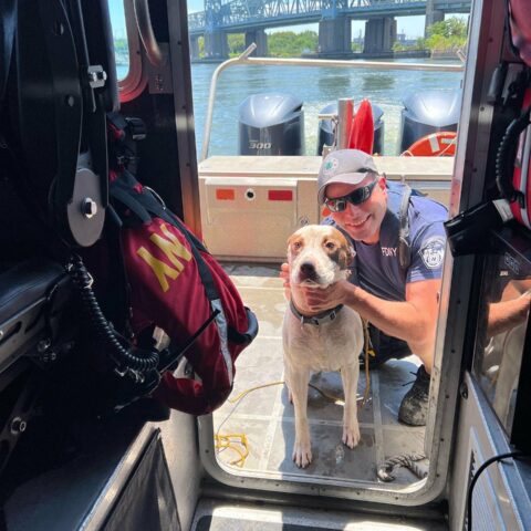 New york city firefighters rescue dog thrown off harlem river bridge - photo licensed by shore news network.
