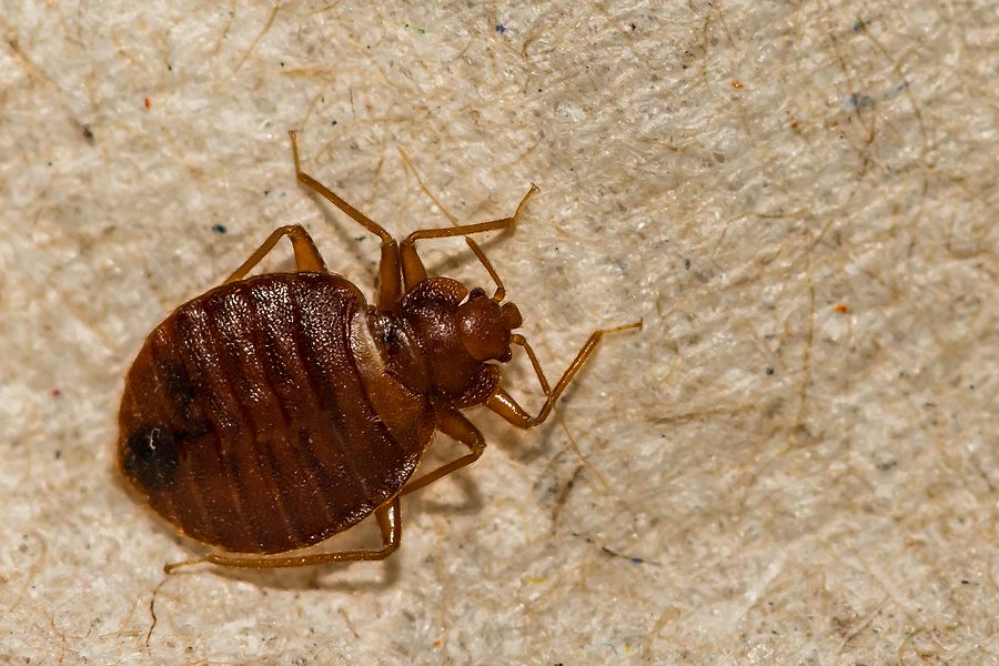Lakewood Public Library Closed Due to Bed Bugs
