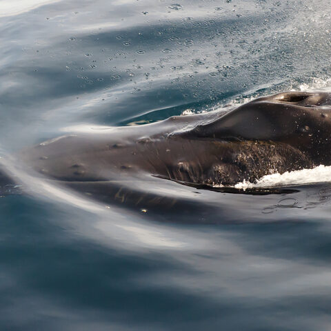 Rare humpback whale triple lunge caught on video at the jersey shore - photo licensed by shore news network.