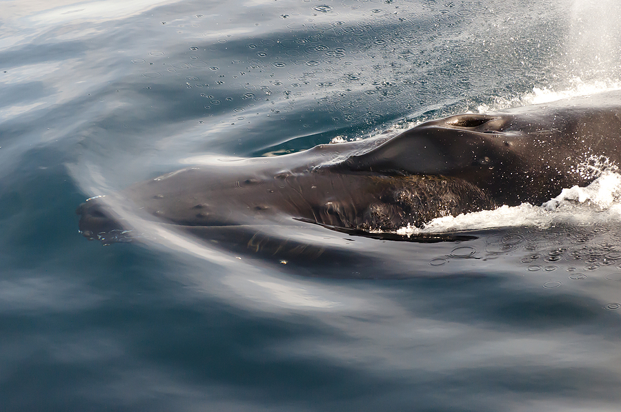 Rare Humpback Whale Triple Lunge Caught on Video at the Jersey Shore