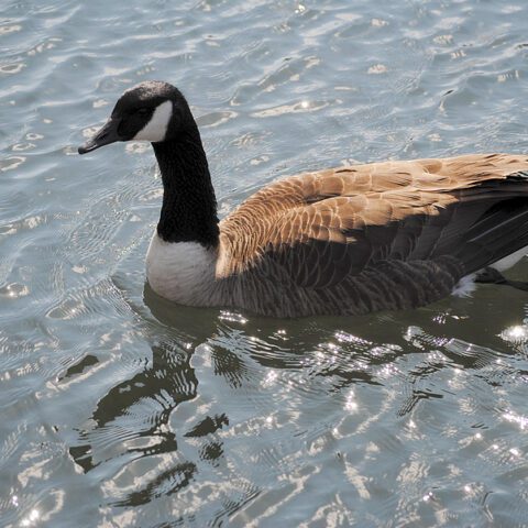 Rockville police offer $1,000 reward after goose found murdered in new mark commons - photo licensed by shore news network.