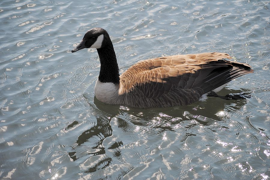 Rockville Police Offer $1,000 Reward After Goose Found Murdered in New Mark Commons