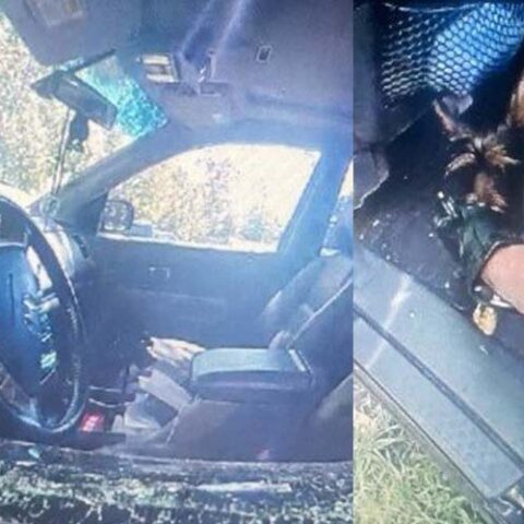 Police smash window to rescue dog left in hot car in new fairfield - photo licensed by shore news network.