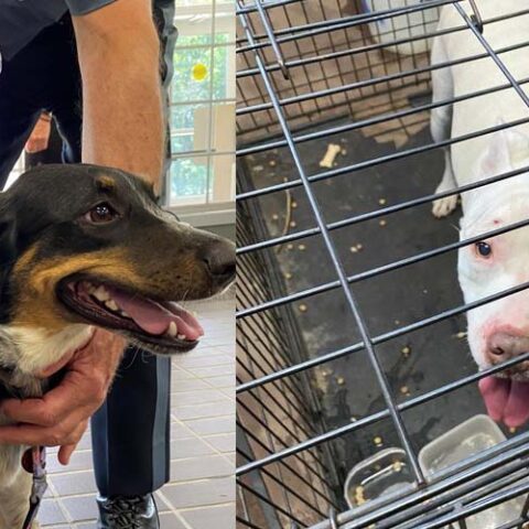 Howell police reunite two lost dogs with owners - photo licensed by shore news network.