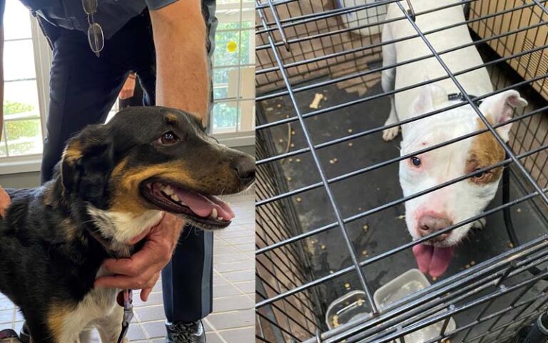 Howell police reunite two lost dogs with owners - photo licensed by shore news network.