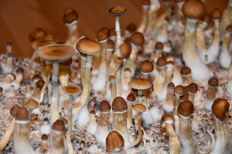 DC Journos Are Taking Shrooms For ‘Performance-Enhancing Brain Boost,’ Report Says