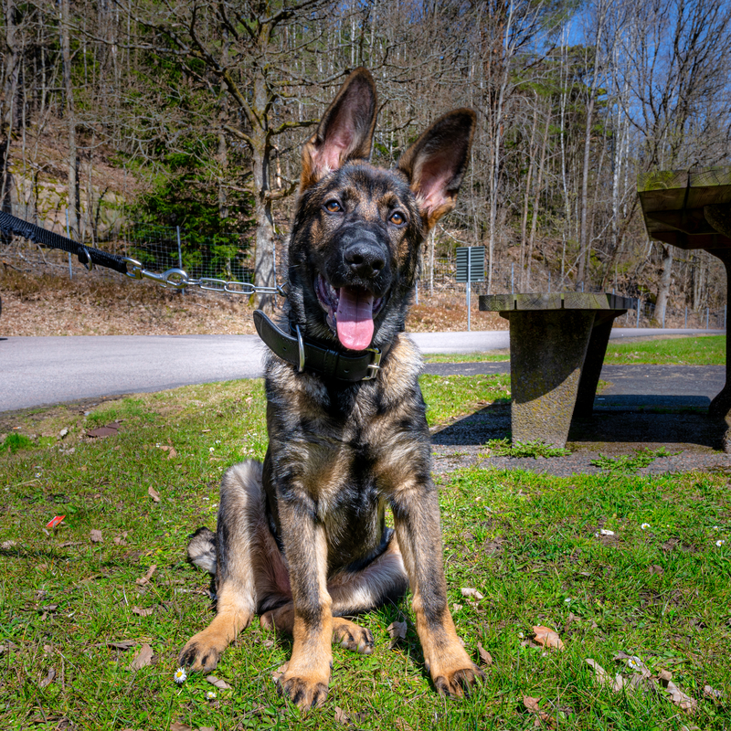 Police K9 Used to Subdue Gas Station Burglar Caught in the Act
