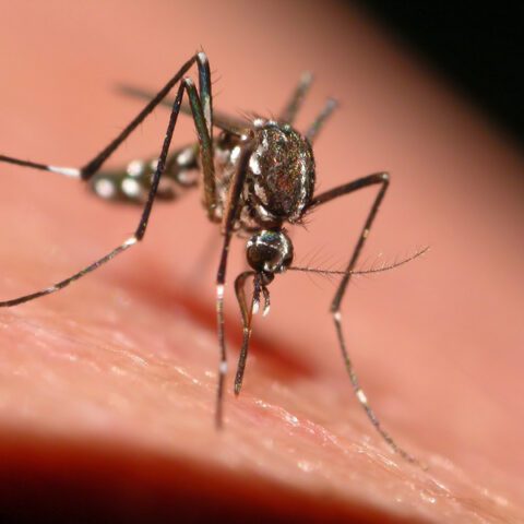 South river spraying for mosquitos on wednesday - photo licensed by shore news network.