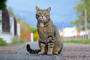 Kitten thrown from vehicle killed by passing car, now police are searching for suspect