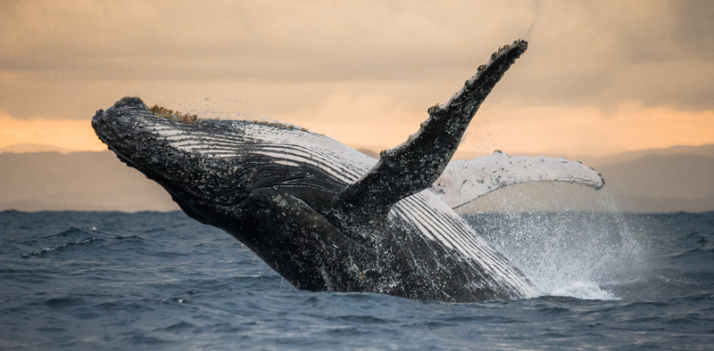 Humpback Whale Found Dead Under Dock in Wildwood
