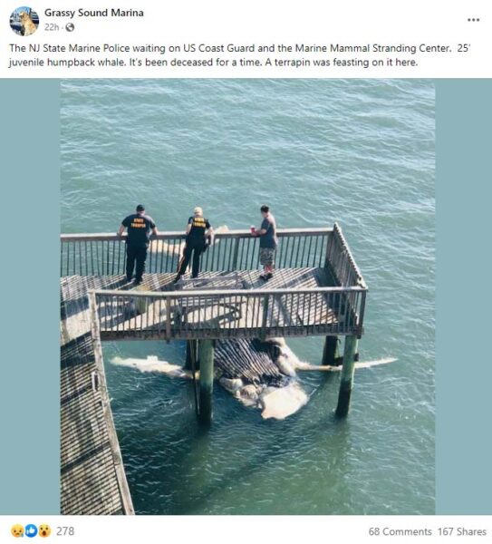 Humpback Whale Found Dead Under Dock in Wildwood