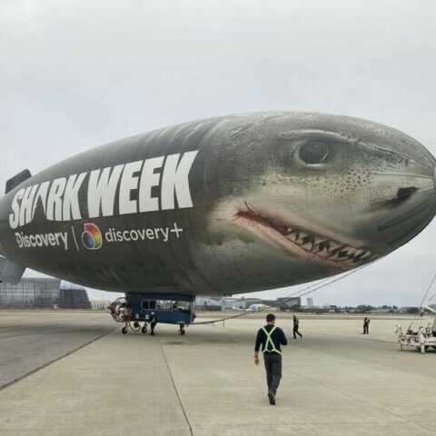 Giant flying shark to visit jersey shore this weekend - photo licensed by shore news network.