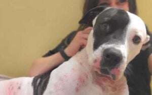 Under maruca's management, toms river animal shelter facing complaints, criticism, council investigation