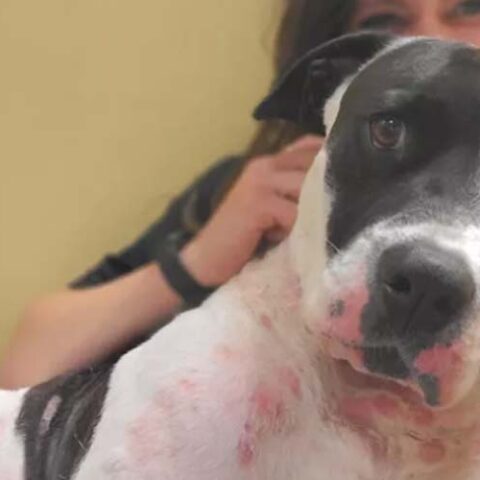 Under maruca's management, toms river animal shelter facing complaints, criticism, council investigation - photo licensed by shore news network.