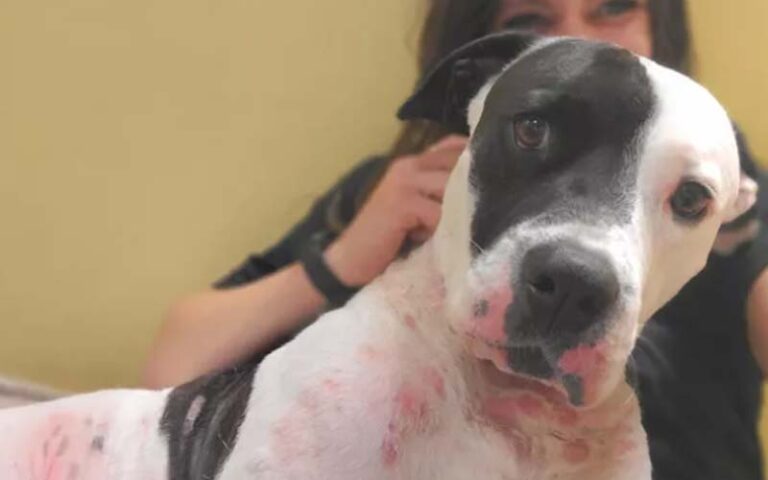 Under maruca's management, toms river animal shelter facing complaints, criticism, council investigation - photo licensed by shore news network.