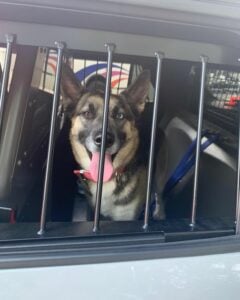 Police find lost dog in newark, seeking owners