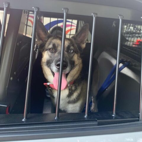 Police find lost dog in newark, seeking owners - photo licensed by shore news network.