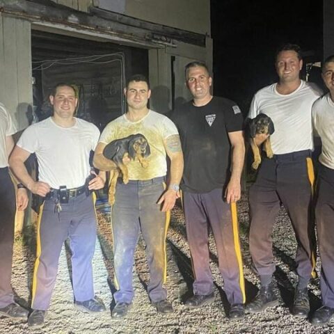 New jersey cops rescue three puppies from 10-foot deep trench - photo licensed by shore news network.