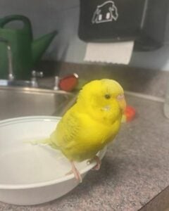 Cranford police tweet about missing bird