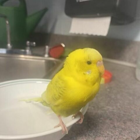 Cranford police tweet about missing bird - photo licensed by shore news network.