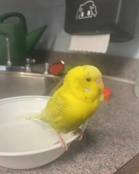 Cranford Police Tweet About Missing Bird