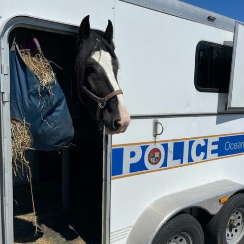 Ocean city police horse recovering after dental surgery - photo licensed by shore news network.