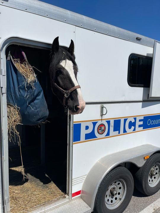Ocean City Police Horse Recovering After Dental Surgery