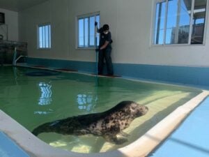 Marine mammal stranding center is accpeting college interns