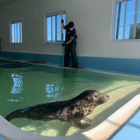 Marine mammal stranding center is accpeting college interns - photo licensed by shore news network.