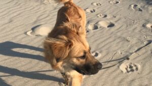 Dog attacked by man in prospect park dies during surgery