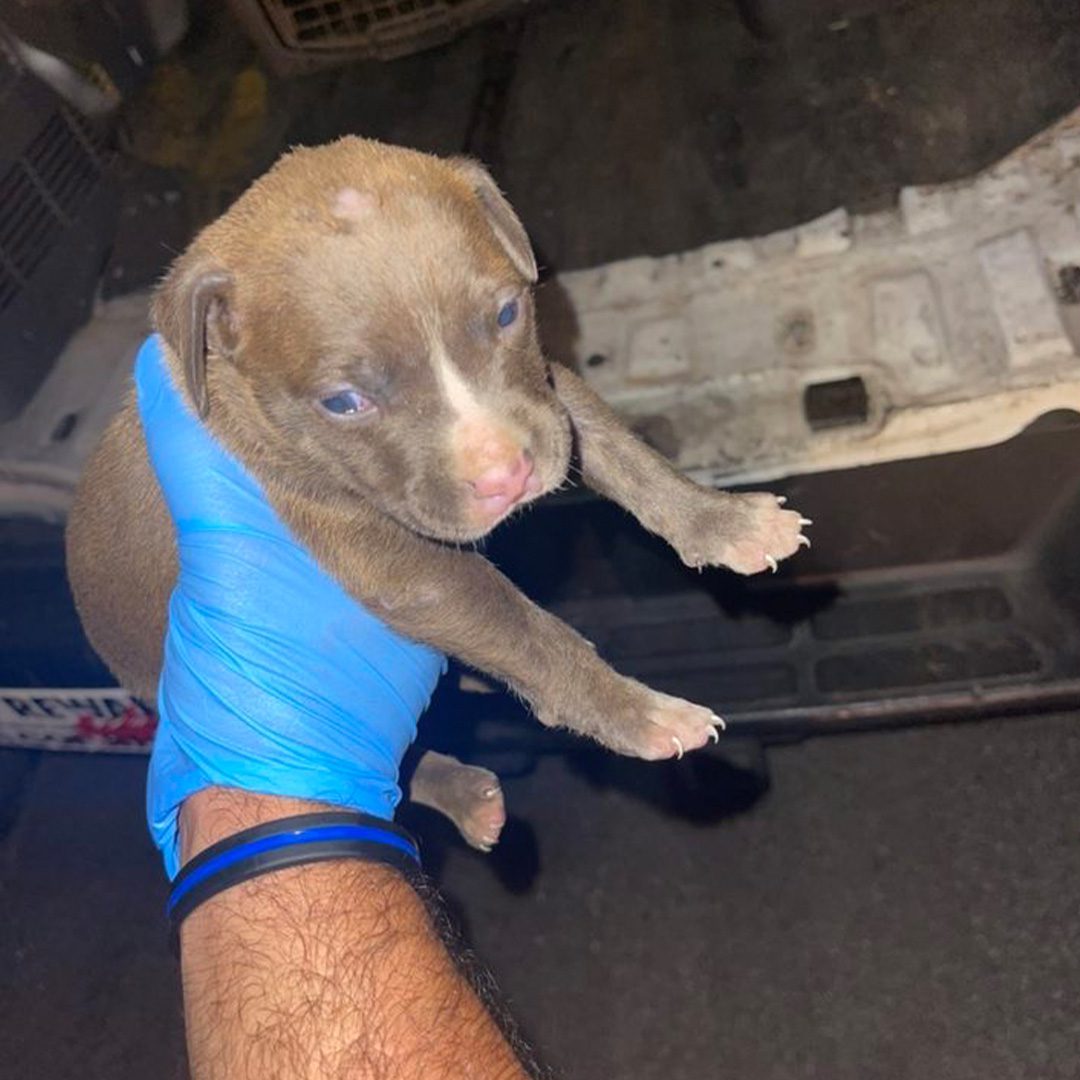 Fourteen Dogs Found Malnourished and Deprived in NYC Animal Cruelty Case