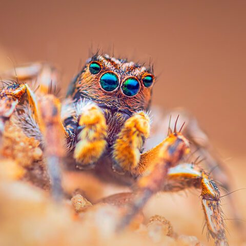 ‘necrobots’: scientists convert spider’s corpse into a machine - photo licensed by shore news network.