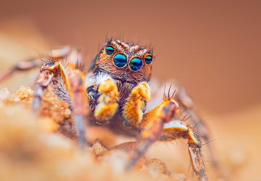 ‘Necrobots’: Scientists Convert Spider’s Corpse Into A Machine