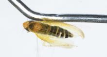 Calexico Port of Entry Agriculture Specialist Intercepted a First-in-Nation Pest