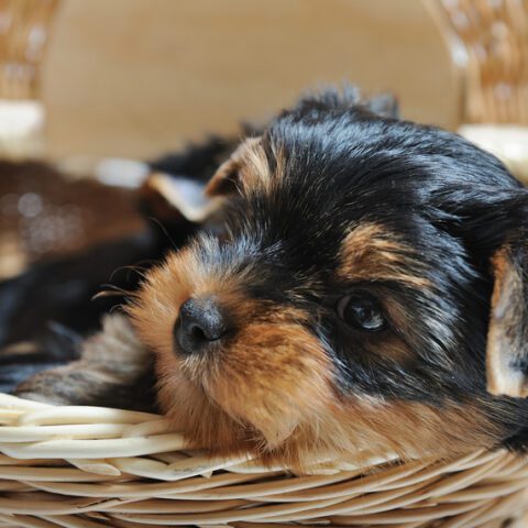 Camden man pleads guilty to killing girlfriend's yorkshire terrier puppy - photo licensed by shore news network.