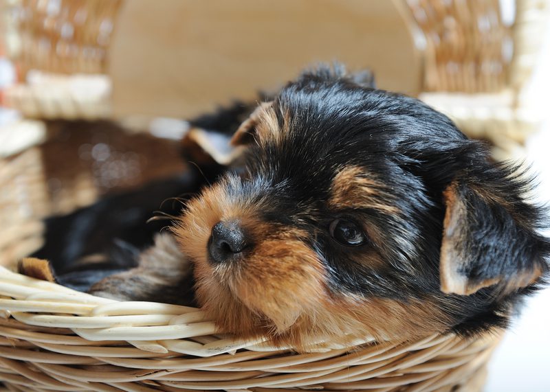 Camden Man Pleads Guilty to Killing Girlfriend's Yorkshire Terrier Puppy