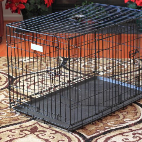 Dog boarder charged after stealing customer's dog, lying to police - photo licensed by shore news network.