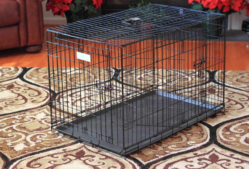 Dog boarder charged after stealing customer's dog, lying to police