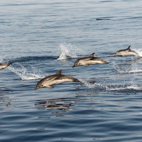 Watch: cape may whale watch spots hundreds of bottlenose dolphins - photo licensed by shore news network.