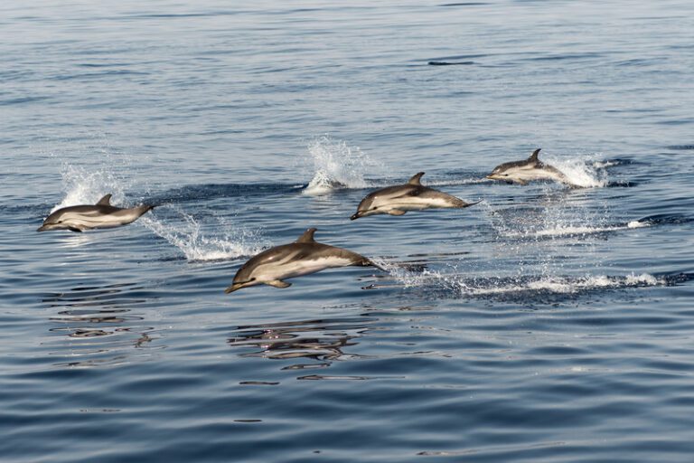 Watch: cape may whale watch spots hundreds of bottlenose dolphins - photo licensed by shore news network.
