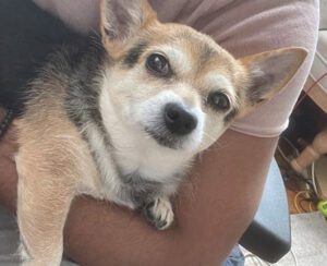 Brooklyn man attacked, robbed of dog and money