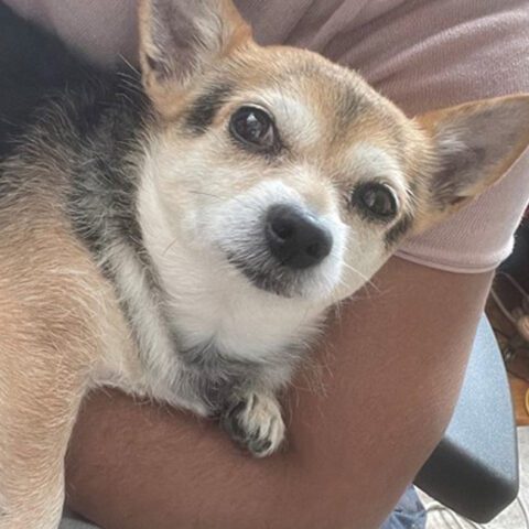 Brooklyn man attacked, robbed of dog and money - photo licensed by shore news network.