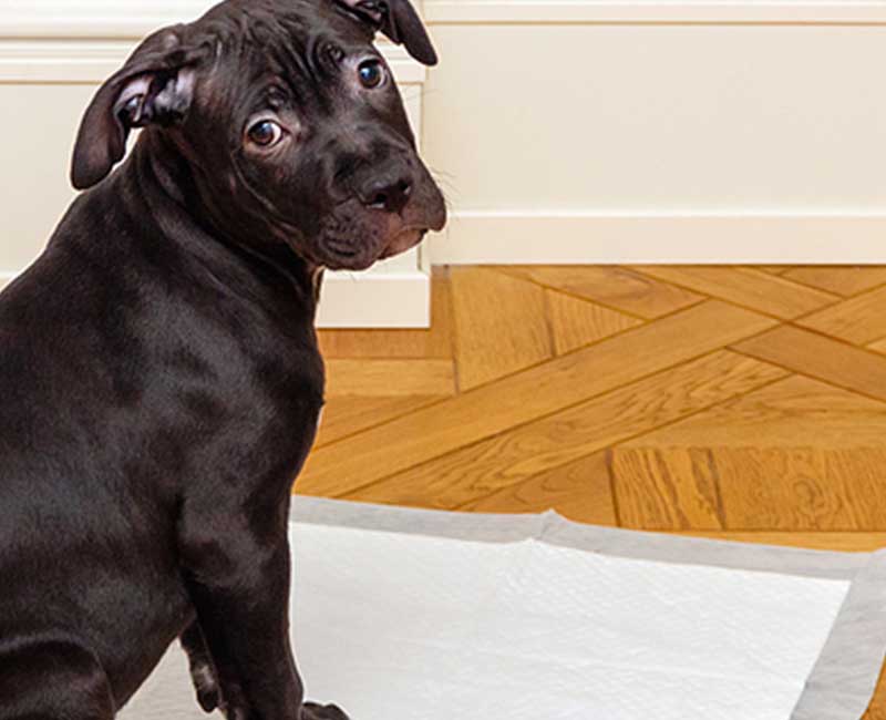 Linwood Man Gets Year in Jail for Killing 4-Month-Old Pitbull