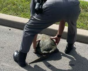 Turtle jam: new york state police officer escorts large turtle to safety